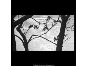 Holé větve (2688), žánry - Praha 1964 únor, černobílý obraz, stará fotografie, prodej