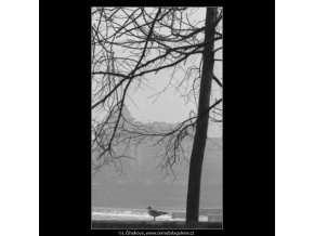 Rackové na Kampě (2701-2), žánry - Praha 1964 únor, černobílý obraz, stará fotografie, prodej