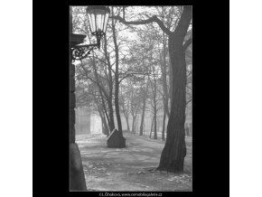 Stromořadí (2708), žánry - Praha 1964 únor, černobílý obraz, stará fotografie, prodej