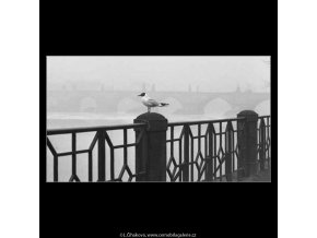 Racek na zábradlí (2750-4), žánry - Praha 1964 březen, černobílý obraz, stará fotografie, prodej