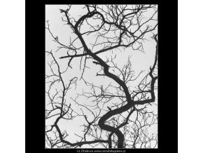 Větve proti obloze (2751-1), žánry - Praha 1964 březen, černobílý obraz, stará fotografie, prodej