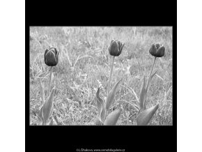 Tulipány (2918-2), žánry - Praha 1964 květen, černobílý obraz, stará fotografie, prodej