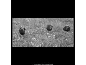 Tulipány (2918-3), žánry - Praha 1964 květen, černobílý obraz, stará fotografie, prodej