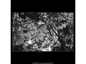Podzimní listí (3244-5), žánry - Praha 1964 říjen, černobílý obraz, stará fotografie, prodej