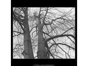 Stromy (3343-9), žánry - Praha 1964 listopad, černobílý obraz, stará fotografie, prodej