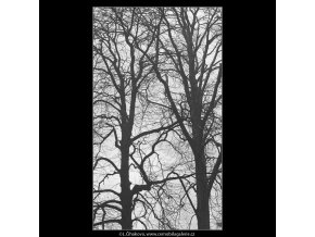 Stromy (3343-13), žánry - Praha 1964 listopad, černobílý obraz, stará fotografie, prodej