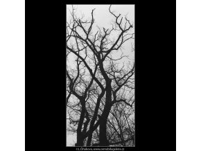 Strom (3480-2), Praha 1965 únor, černobílý obraz, stará fotografie, prodej