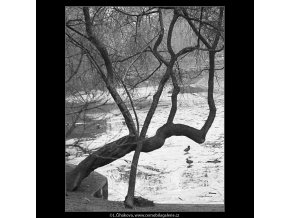 Kačeny na jezírku (3580-2), žánry - Praha 1965 březen, černobílý obraz, stará fotografie, prodej