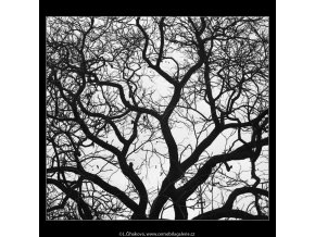 Koruna stromu (3586-2), žánry - Praha 1965 březen, černobílý obraz, stará fotografie, prodej