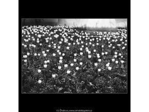 Tulipány (3732), žánry - Praha 1965 květen, černobílý obraz, stará fotografie, prodej