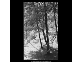 Stromy a slunce (3813), žánry - Praha 1965 červenec, černobílý obraz, stará fotografie, prodej