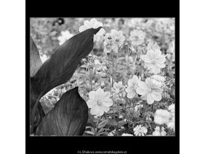 Květiny (4041-1), žánry - Praha 1965 září, černobílý obraz, stará fotografie, prodej