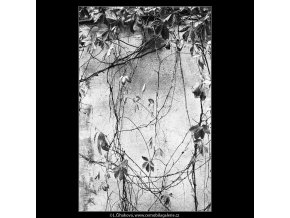 Zeď a větvičky (4045), žánry - Praha 1965 září, černobílý obraz, stará fotografie, prodej