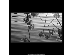 Větévka nad vodou (4066), žánry - Praha 1965 říjen, černobílý obraz, stará fotografie, prodej