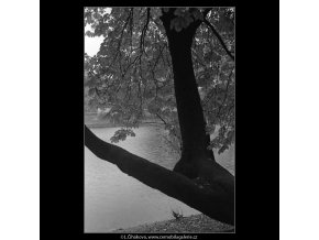 Strom a voda (4100), žánry - Praha 1965 říjen, černobílý obraz, stará fotografie, prodej