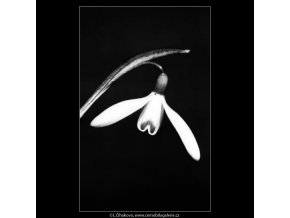 Sněženky (4374-2), žánry - Praha 1966 březen, černobílý obraz, stará fotografie, prodej
