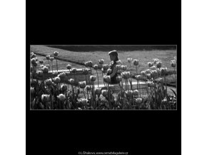 Tulipány (4508-3), žánry - Praha 1966 květen, černobílý obraz, stará fotografie, prodej