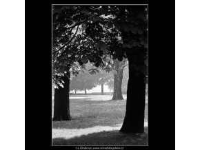 Stromy (4527), žánry - Praha 1966 květen, černobílý obraz, stará fotografie, prodej