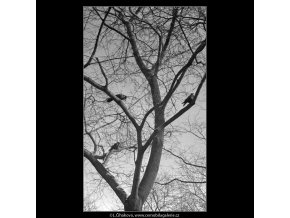 Stromy a ptáci (5078-2), žánry - Praha 1967 únor, černobílý obraz, stará fotografie, prodej