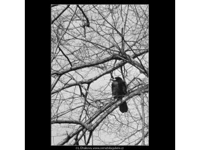Stromy a ptáci (5078-4), žánry - Praha 1967 únor, černobílý obraz, stará fotografie, prodej