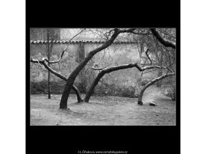Pražské stromy (5117-5), žánry - Praha 1967 únor, černobílý obraz, stará fotografie, prodej