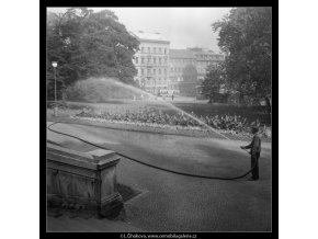 Péče o pražské parky (256), žánry - Praha 1959 září, černobílý obraz, stará fotografie, prodej