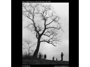 Holý strom na vršku Folimanky (351-1), žánry - Praha 1959 září, černobílý obraz, stará fotografie, prodej