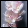 10255 orchid sim phalenopsis