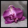 10363 1 orchidea kvet fialovy