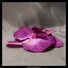 10363 orchidea kvet fialovy