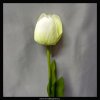 11953 1 tulipan bily 55