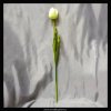 11953 2 tulipan bily 55