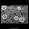 Květinky (5647), žánry - Praha 1967 říjen, černobílý obraz, stará fotografie, prodej