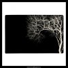 12667 prostirani strom v cerne