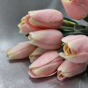 202960 II tulipán-růžový