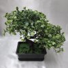 202828 II bonsai-v-kvetinaci