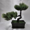 202828 III bonsai-v-kvetinaci