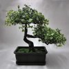 202828 I bonsai-v-kvetinaci