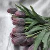 203024 II bordó tulipán
