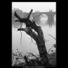 Pahýl starého stromu (959), Praha 1960 říjen, černobílý obraz, stará fotografie, prodej