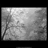 Holé větve (1980-1), žánry - Praha 1962 podzim, černobílý obraz, stará fotografie, prodej