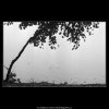 Stromek na břehu (1859-3), žánry - Praha 1962 říjen, černobílý obraz, stará fotografie, prodej