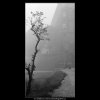 Opuštěný stromek (1969), žánry - Praha 1962 prosinec, černobílý obraz, stará fotografie, prodej