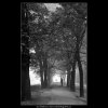 Metaři a stromořadí (1864), žánry - Praha 1962 říjen, černobílý obraz, stará fotografie, prodej