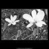 Bílé květy (2183-5), Praha 1963 květen, černobílý obraz, stará fotografie, prodej