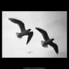 Dva rackové v letu (2750-2), žánry - Praha 1964 březen, černobílý obraz, stará fotografie, prodej
