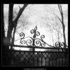 Detail ozdobné mříže (2835), Praha 1964 duben, černobílý obraz, stará fotografie, prodej