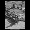 Na plovárně (3030-1), žánry - Praha 1964 červen, černobílý obraz, stará fotografie, prodej