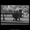 Stařec na lavičce (3051), žánry - Praha 1964 červenec, černobílý obraz, stará fotografie, prodej