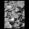 Leknín (3101), žánry - Praha 1964 srpen, černobílý obraz, stará fotografie, prodej